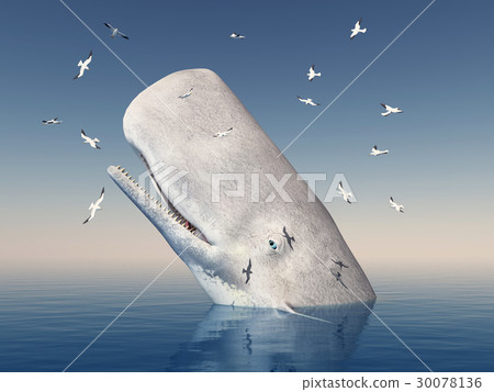 Mocha Dick and seagulls 30078136