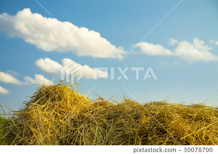 straw close up on against blue sky 30078700