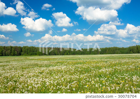 summer rural landscape with a blossoming meadow summer rural landscape with a blossoming meadow 30078704