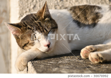 睡覺在日落的貓 30078992