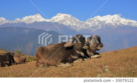 Water buffalo babies and Manaslu range Water buffalo babies and Manaslu range 30079122