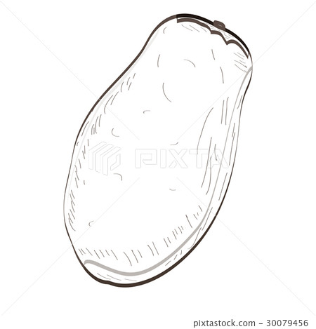 Isolated papaya outline Isolated papaya outline 30079456