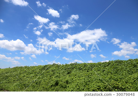 Fresh ground 30079848