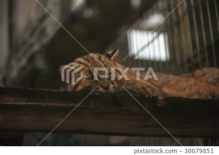 Sleeping sleep of Amur wildcat 30079851