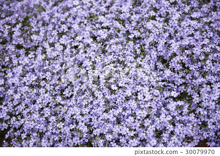 薄荷櫻桃樹 30079970