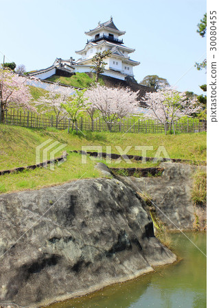 Cherry blossoms of Kakegawa castle 30080455