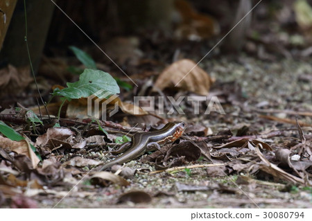 It is an inherent species in Japan that you can meet in living creatures Reptilian armyworm, Yaeyama Islands, Miyako Islands 30080794
