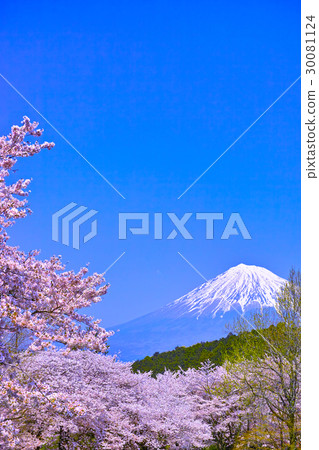Mt. Fuji seen from Mt. Iwamoto, cherry blossoms in full bloom in Fuji City Mt. Fuji seen from Mt. Iwamoto, cherry blossoms in full bloom in Fuji City 30081124