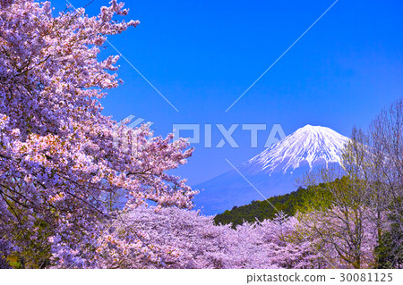 Mt. Fuji seen from Mt. Iwamoto, cherry blossoms in full bloom in Fuji City Mt. Fuji seen from Mt. Iwamoto, cherry blossoms in full bloom in Fuji City 30081125