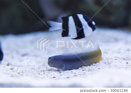 Misuzu Ryu柑橘和扇形尾魚 30081286