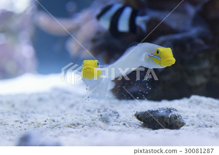 紅色巨大的牛下降沙子 30081287