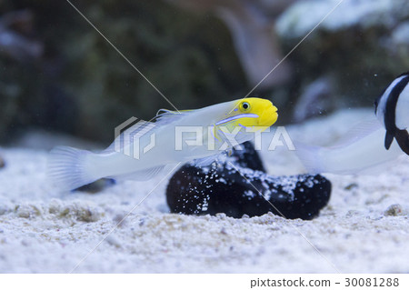 紅頭脖子 30081288