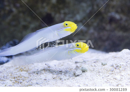 兩個紅色的懸崖 30081289