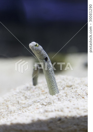 從巢洞向外看的Thinngago 30081290