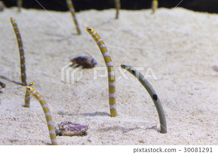 中國鰻魚和西式鰻魚 30081291