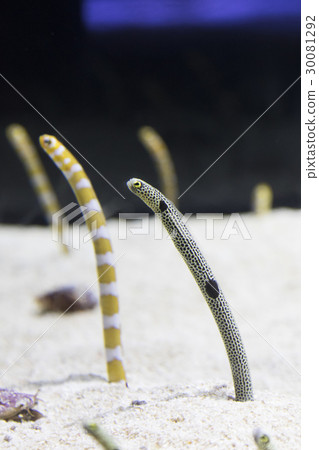 Chinanago And Nishiki Nago Stock Photo