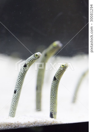 中國鰻魚 30081294