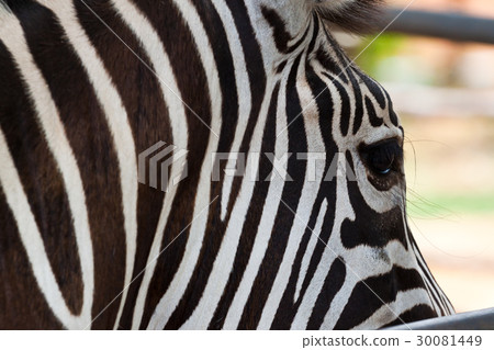 Close-up Zebra 30081449