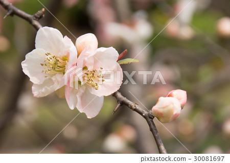 模糊的鮮花 30081697