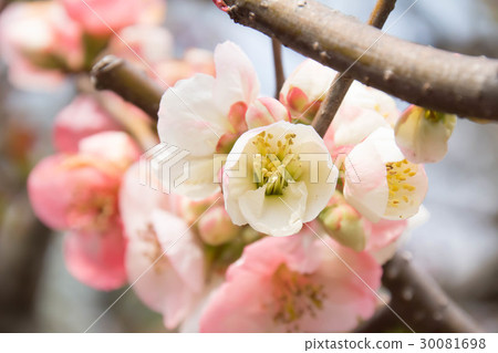 模糊的鮮花 模糊的鮮花 30081698