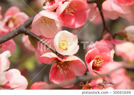 模糊的鮮花 30081699
