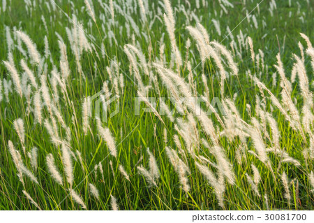 feather pennisetum swaying at rural garden feather pennisetum swaying at rural garden 30081700
