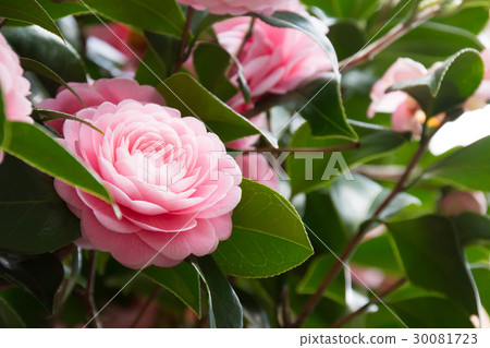 茶花 茶花 30081723