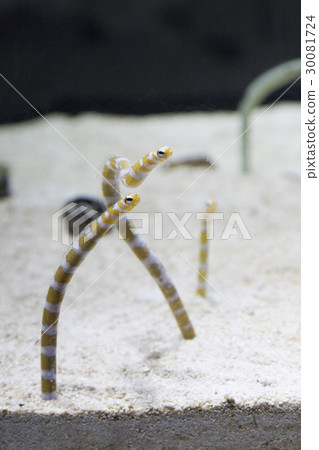 Nishiki Nago 30081724