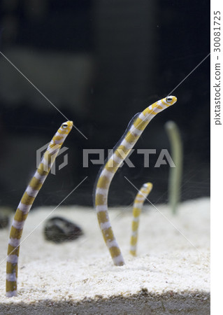 Nishiki Nago 30081725