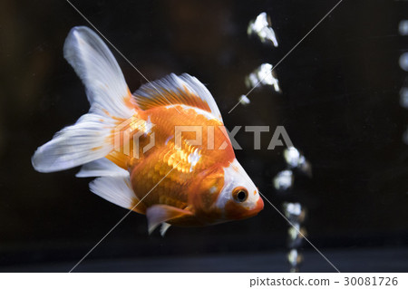 金魚 30081726