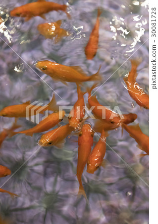 小紅牛群 30081728