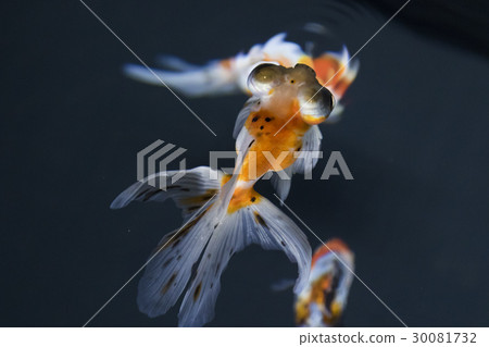 Calico Demekin 30081732