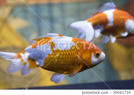 金魚 30081734