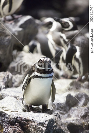 在岩石的麥哲倫企鵝 30081744