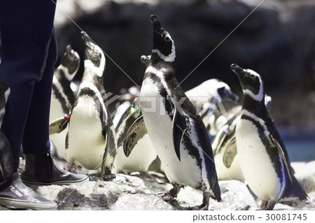 家庭和麥哲倫企鵝 30081745
