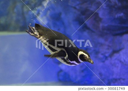 麥哲倫企鵝去水下 30081749