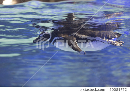 麥哲倫企鵝在水面上 30081752