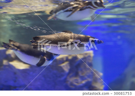 麥哲倫企鵝去水下 30081753