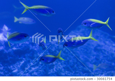 一組高砂 30081754