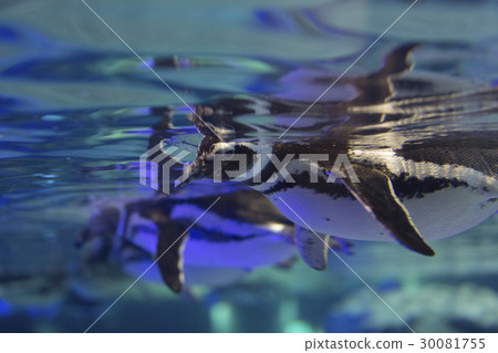 麥哲倫企鵝在水面上 30081755