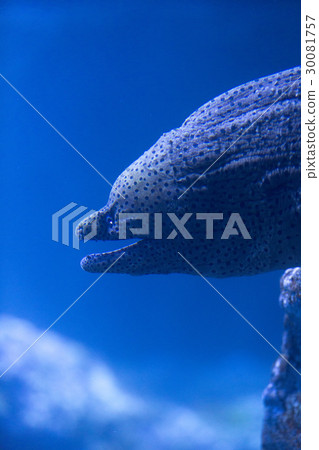 假虹鱒魚 30081757