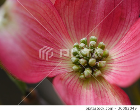 Dogwood fly up 30082049