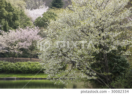 Cherry blossoms competing in Mitsuike Park blooming 30082334