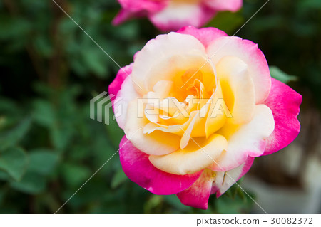Beautiful Tri-color roses on tree Beautiful Tri-color roses on tree 30082372
