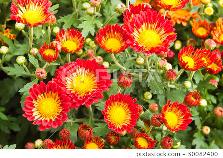 Plant of red flower Plant of red flower 30082400