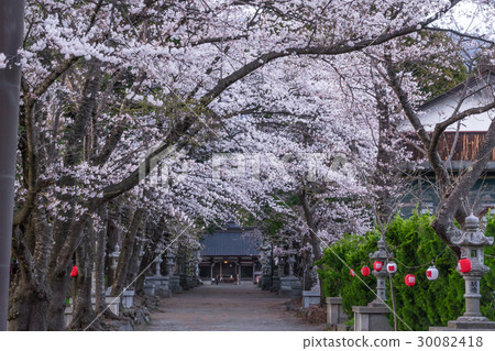 Spring Fuji Omikami in Japan Japanese cherry at Asama Shrine 30082418