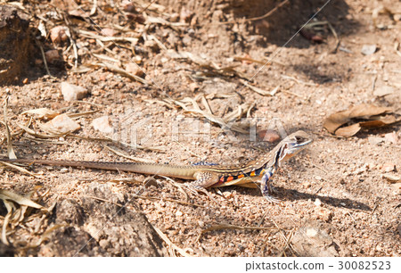 iguana of Thailand on ground in the jungle 30082523