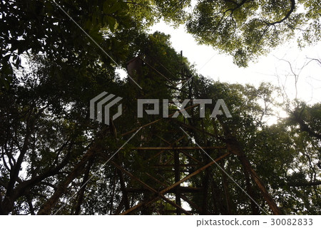 Old tower Old tower 30082833