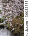 櫻花在水面上 30082835
