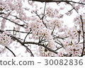 櫻花 30082836